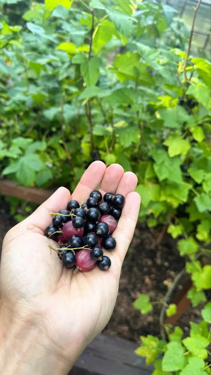 Дачники-огородники 💚 отзовитесь 🙌🏽Покажите что на грядках творится 👇🏽🥒🍅🍆🥔🥦🌽🧄🫜🍅🫑🌶️🧅�