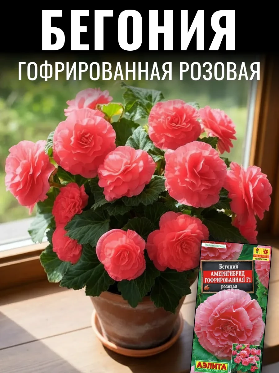 ✅ В наличии  БЕГОНИЯ АМЕРИГИБРИД ГОФРИРОВАННАЯ имеет феноменально крупные цветы, которые могут дости