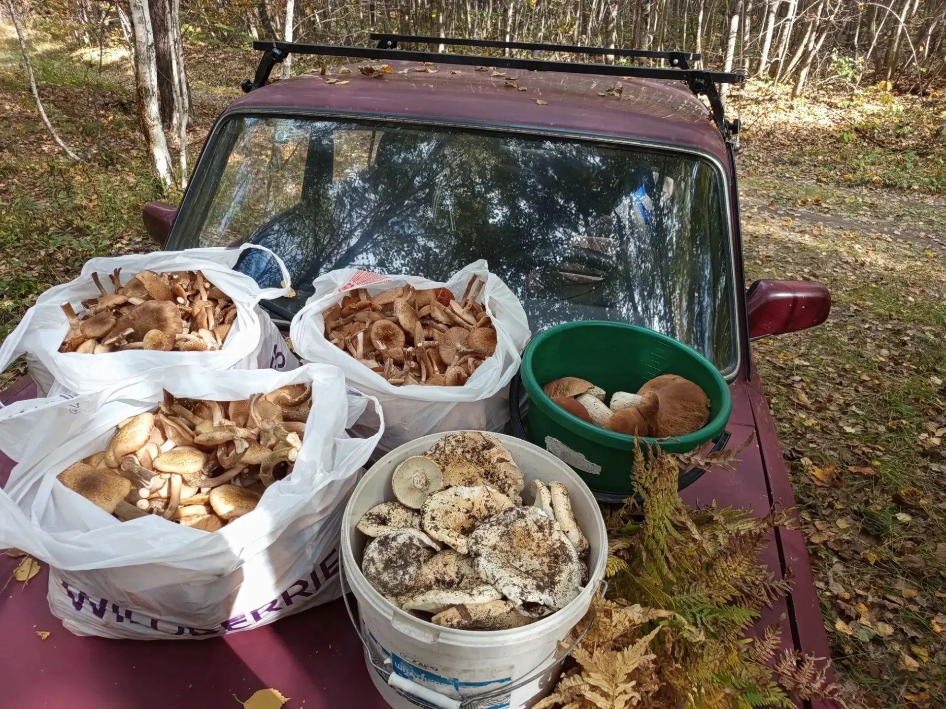 Пензенские леса зовут