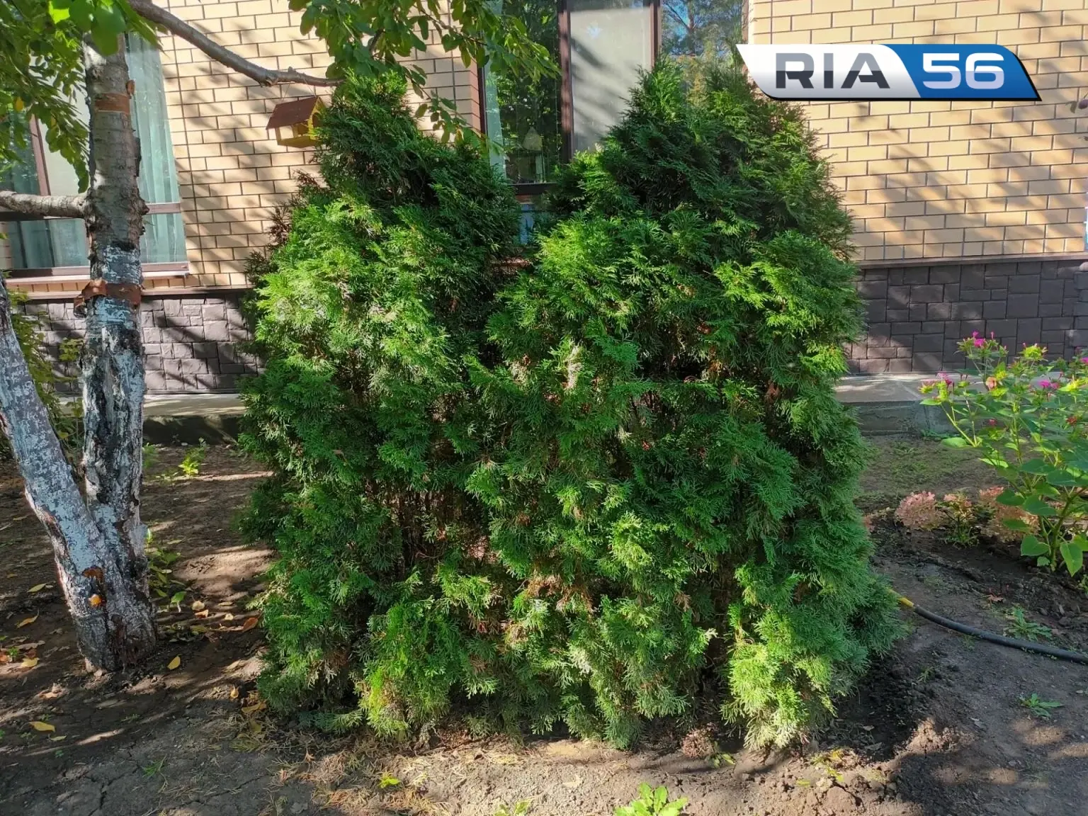 🌳Как правильно посадить тую: советы новичкам