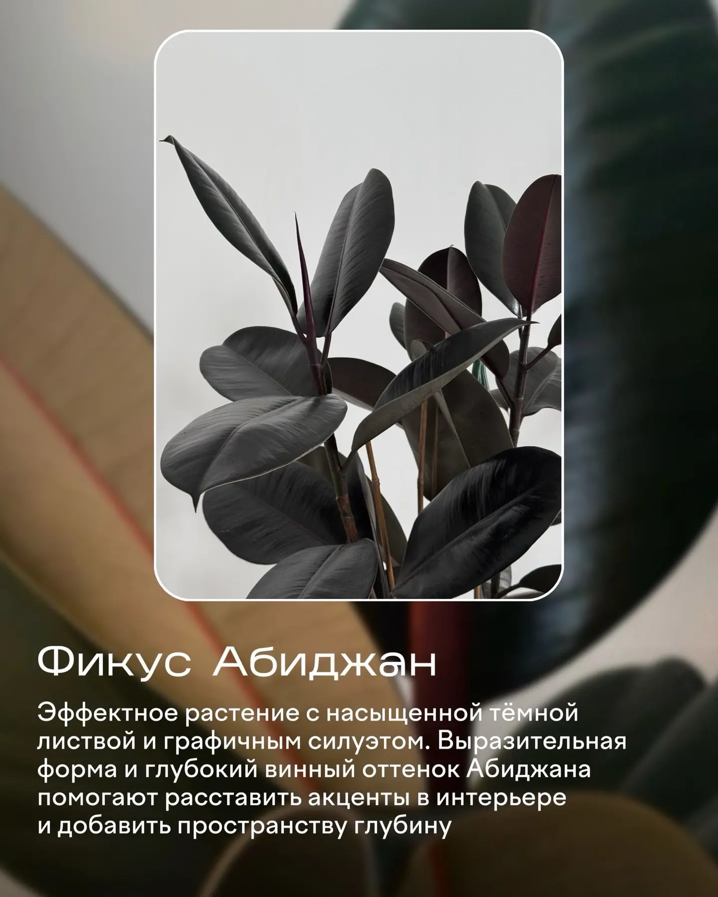 Изображение 6 к публикации «ЯжеЦветочница | Растения и сад цветы лайфхаки огород подкормки рассада спатик декабрист фикус замик орхидея герань»