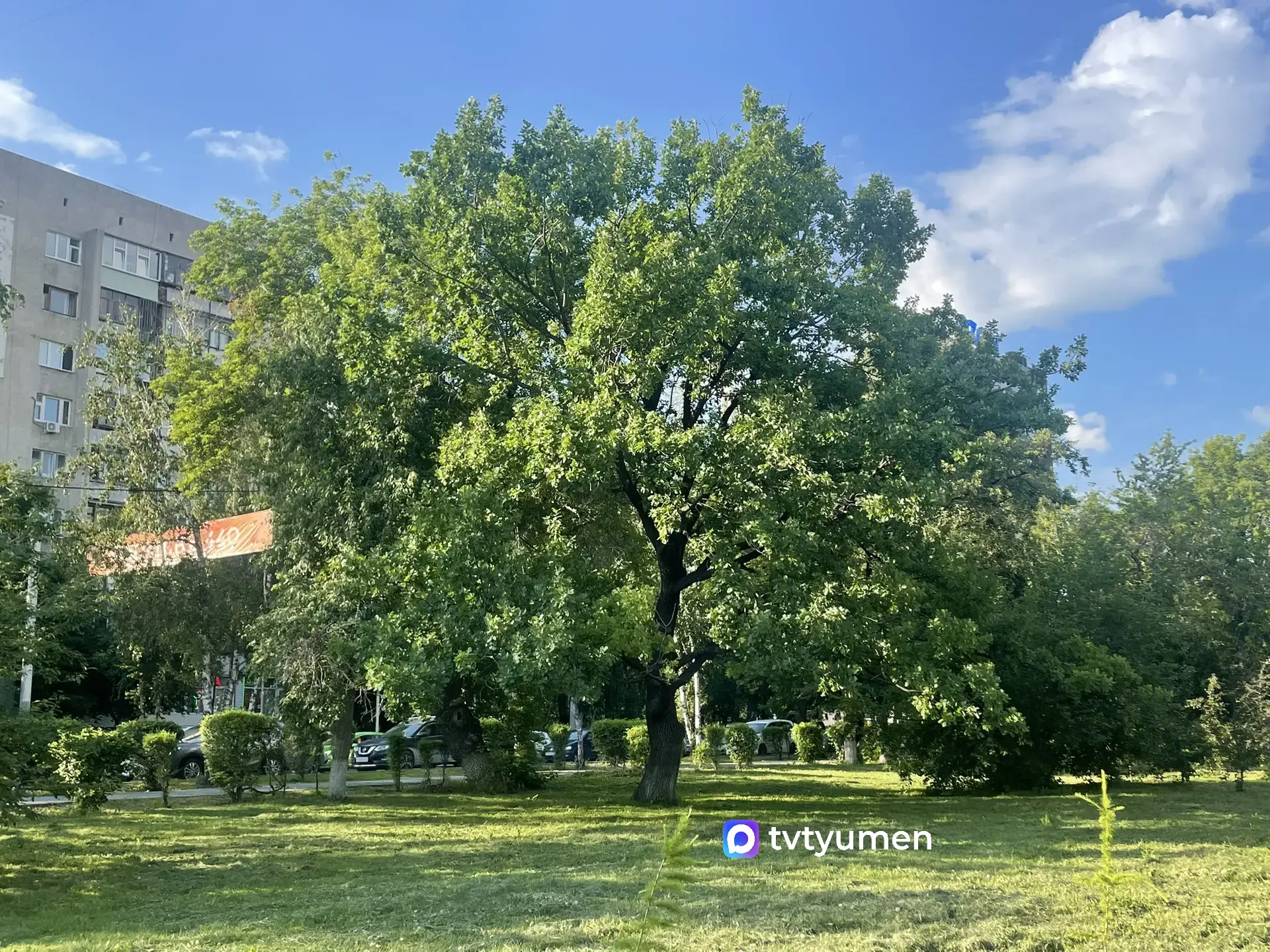 🌳 В центре Тюмени растёт вековой дуб. Знали?

Уникальное дерево украшает сквер Сибирский в районе у
