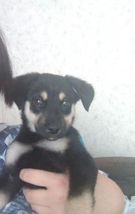 Отдам щенка бесплатно, (не на цепь) девочка 5 месяцев , ласковая, игривая, ходит на лот...