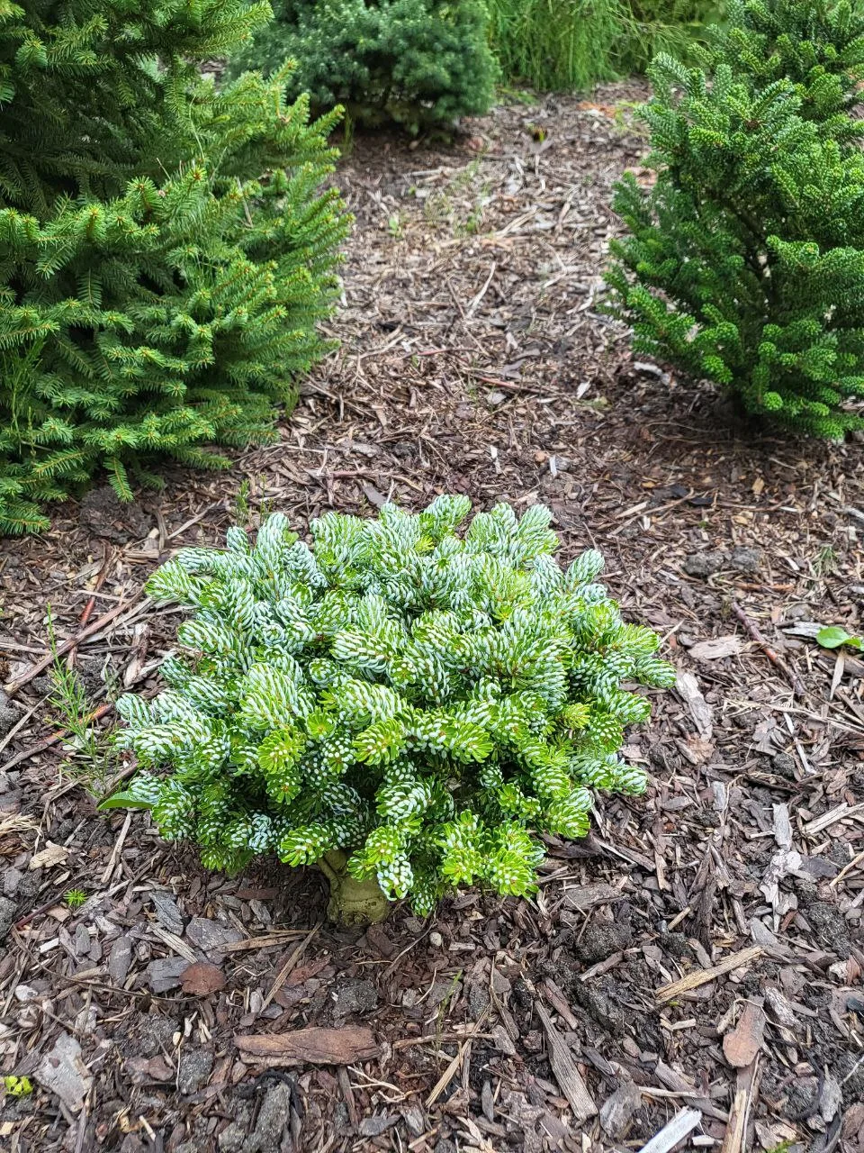 Abies koreana 'Kohout's Icebreaker'