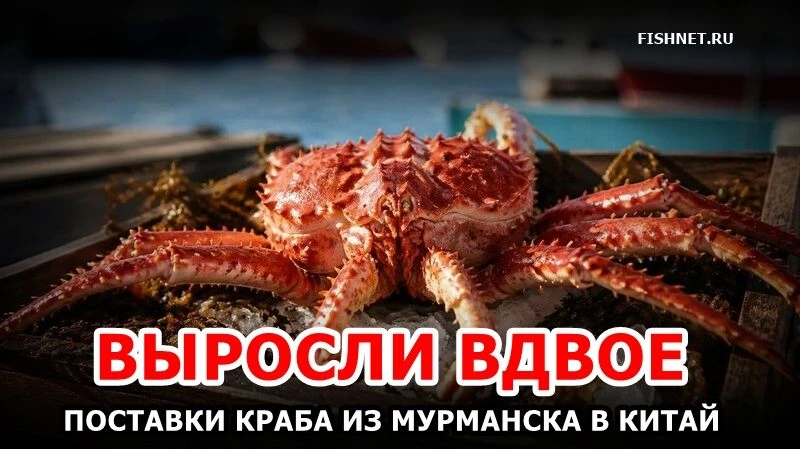🦀 Поставки живого краба из Мурманской области в Китай выросли вдвое
