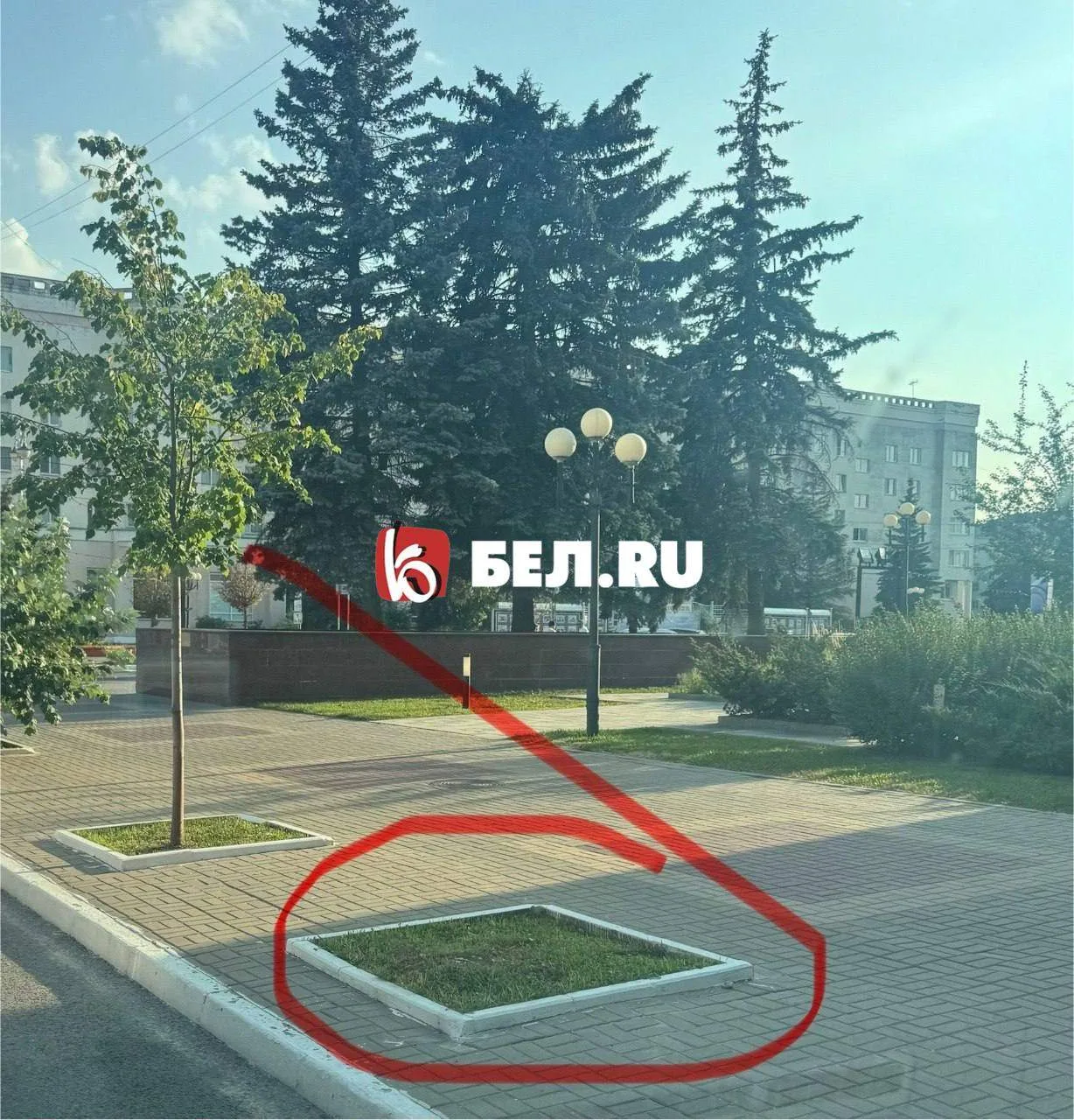 Саженцы не приживаются? Разбираемся, что происходит с озеленением в Белгороде.