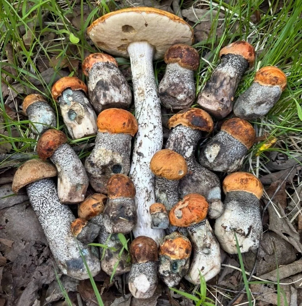 🍄‍🟫 Первые грибы и землянику уже вовсю собирают в лесах Ленобласти

❤️ Подписывайся в МАКС | TG