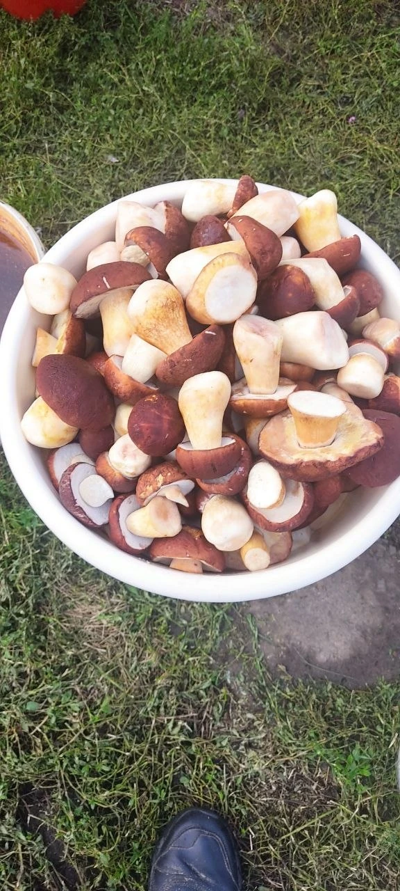 Грибов с транцев насобирали. 🍄🍄🍄🍄🍄