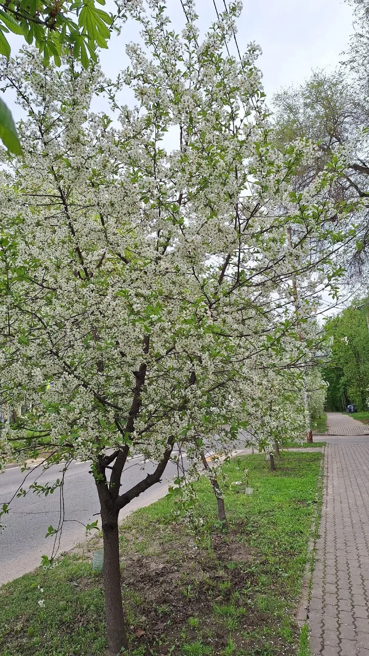 Цветущий город в объективе Светланы Скляновой😍  НЕ ЗАБУДЬ ПОДПИСАТЬСЯ ⤵️