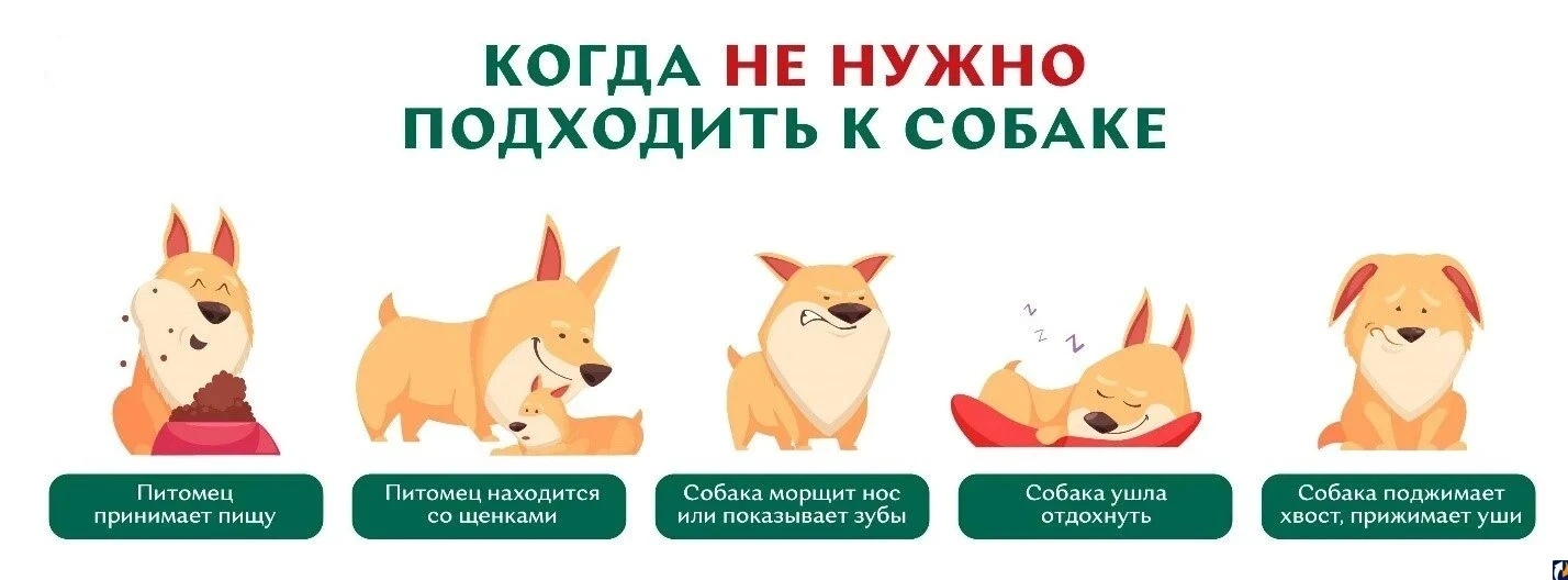 Собаки не умеют говорить и не предупредят ребенка о том, что им не хочется играть или в...