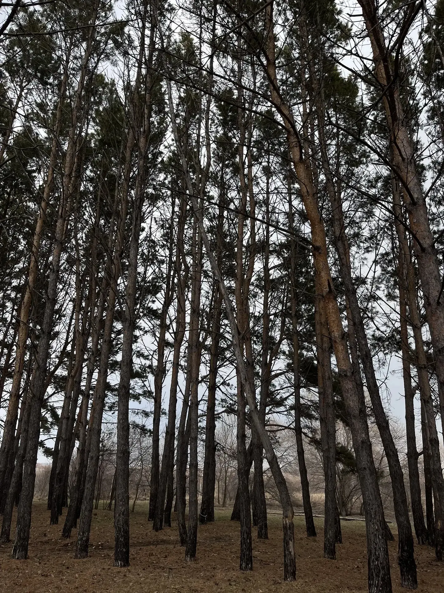 Отдых на природе🌳