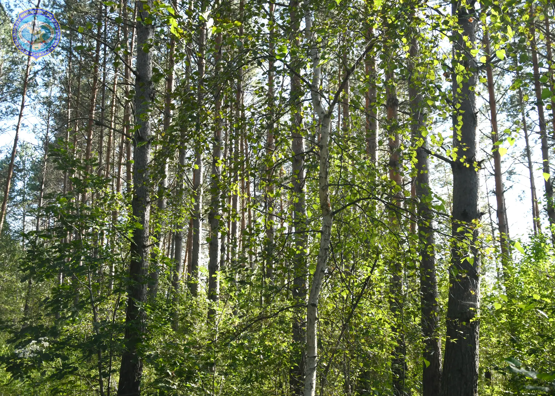 🌲 В Амурской области стартовал осенний лесокультурный сезон