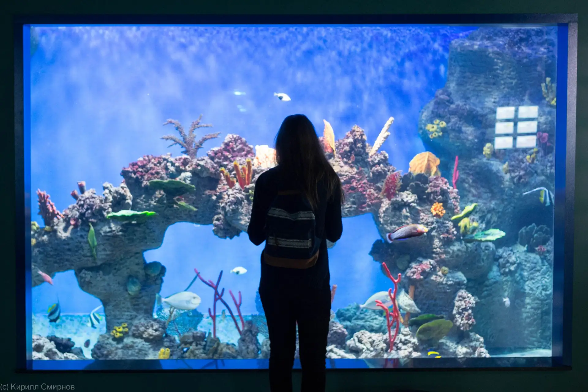 🐬«Москвариум» на ВДНХ запустил AR-квест «С океаном начистоту» 🌊

🐠Ко Всемирному дню океанов центр