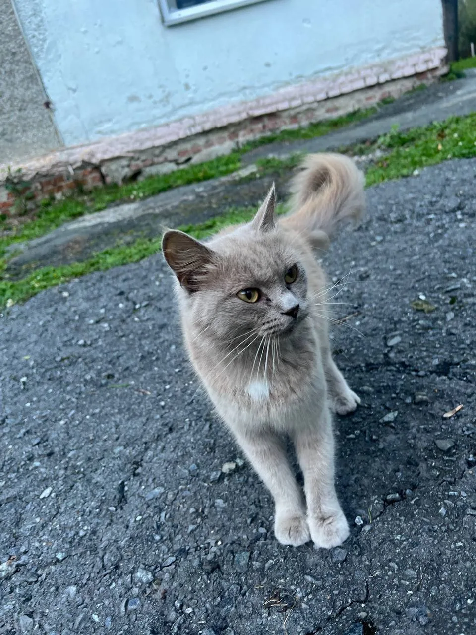 Замечена кошка, окрас серый (Екатеринбург, ЖБИ)