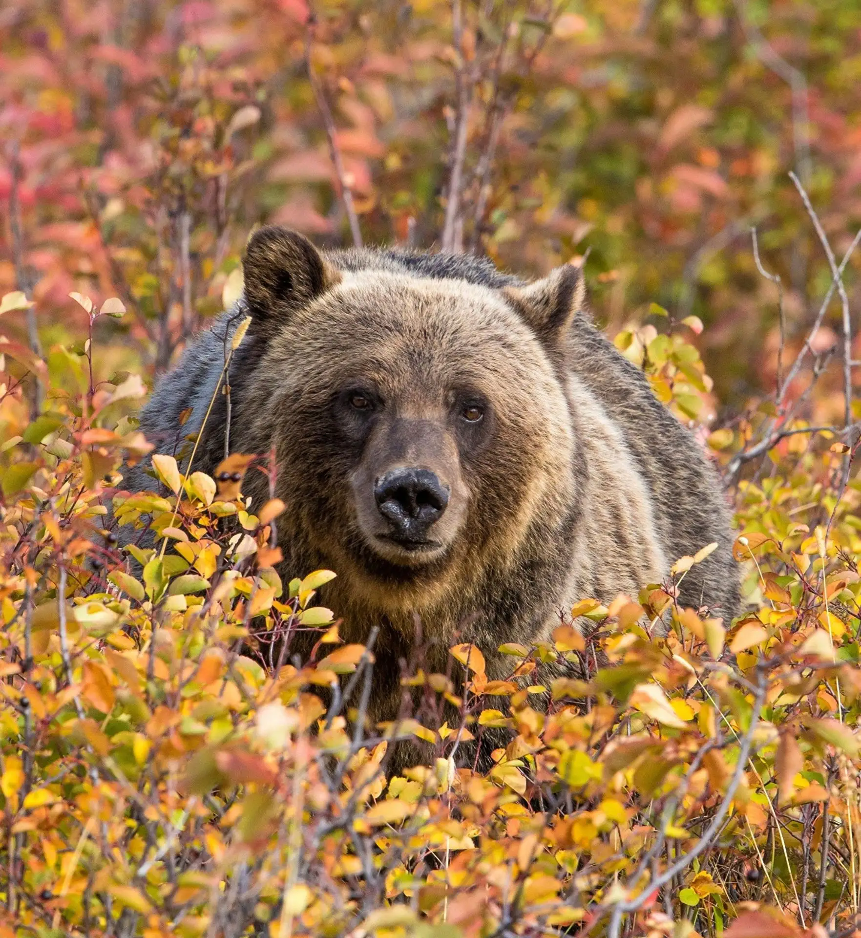 Внимание ‼ В Усть-Илимске вновь заметили медведей! 🐻