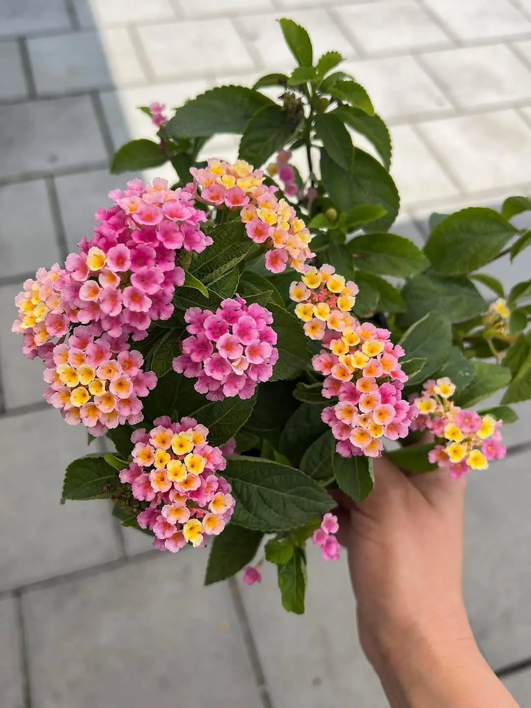 🌸 Лантана ❤️