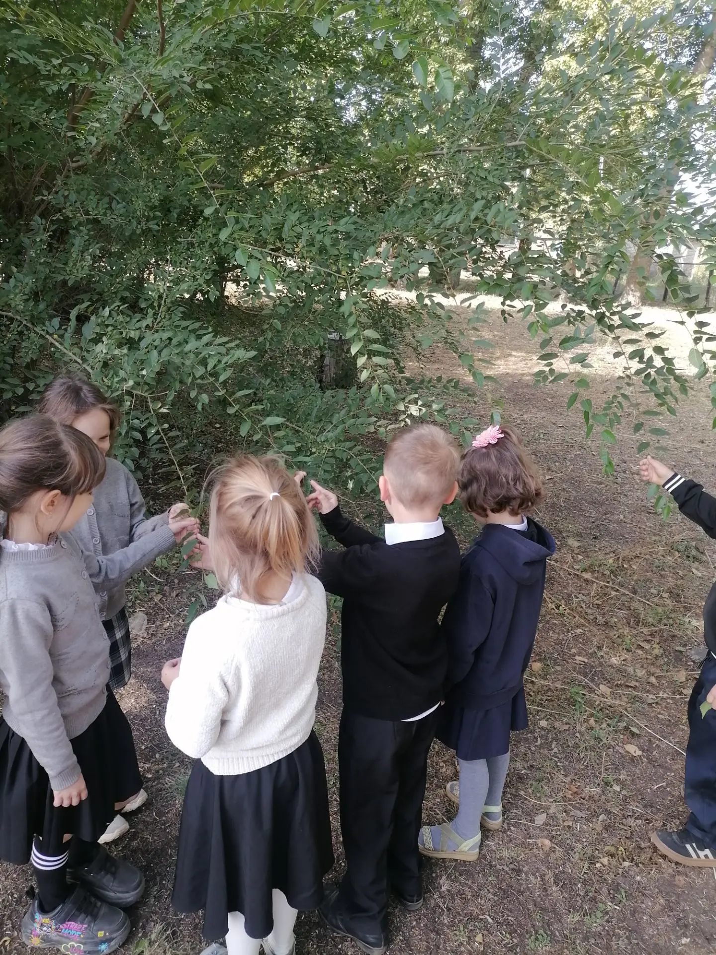 🍂 Осенние наблюдения юных натуралистов