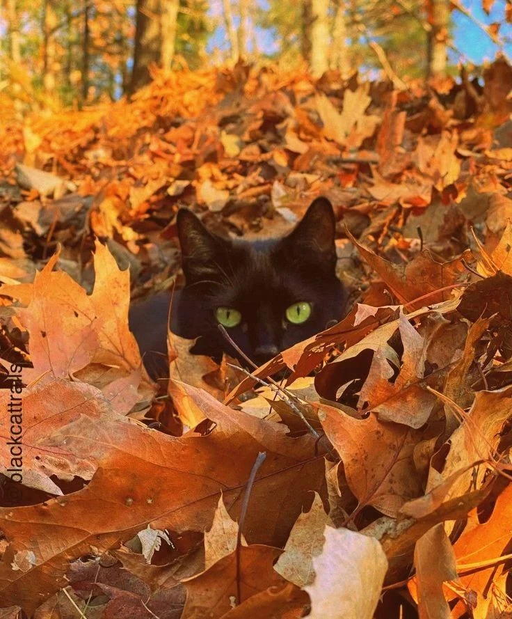 🐱 Котики для авы