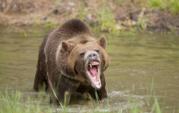 🐻ТАСС: Выходы медведей к населенным пунктам и их появление на улицах городов и сел в 2...