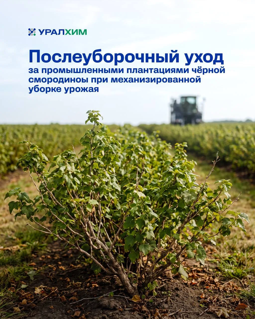 🫐 Механизированная уборка чёрной смородины существенно экономит время и ресурсы, но ст...