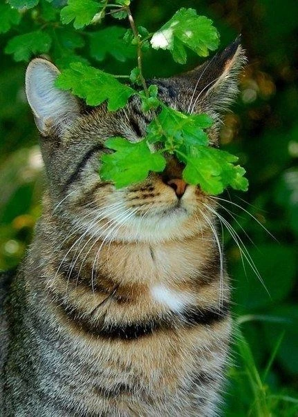 Ничего не вижу, ничего не слышу, ничего не знаю, ничего никому не скажу....