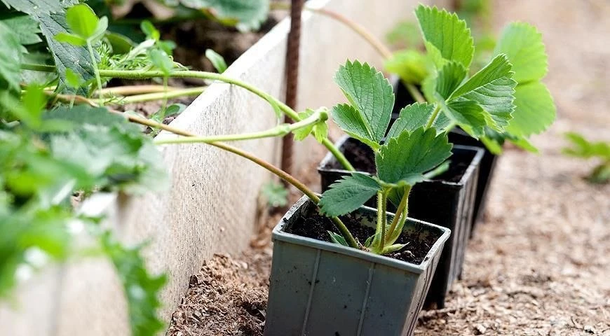 Не спешите выбрасывать клубничные усы 🍓

После плодоношения клубника начинает активно выпускать усы
