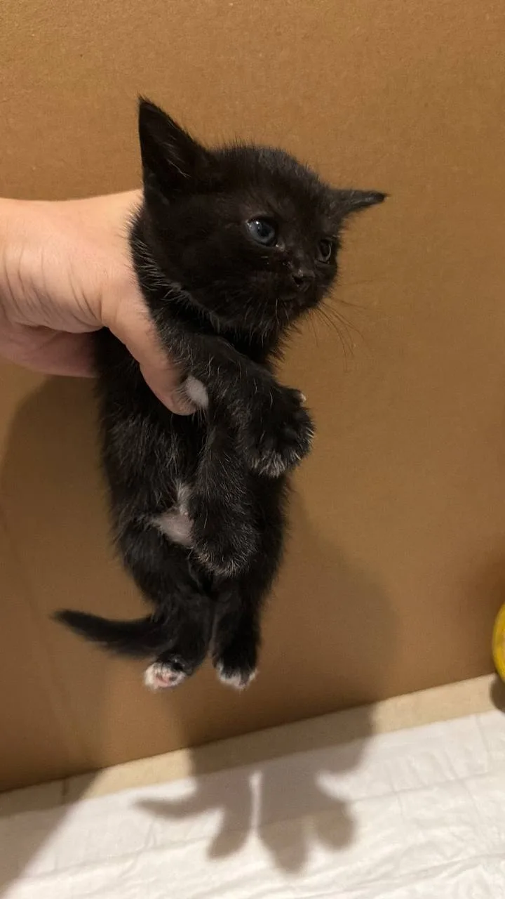 Срочно! В Чехове ищут дом или передержку очаровательные котята! 🐾