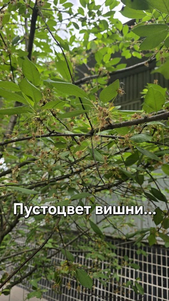 Культура вишни в средней полосе России несколько десятков лет назад была после яблони о...