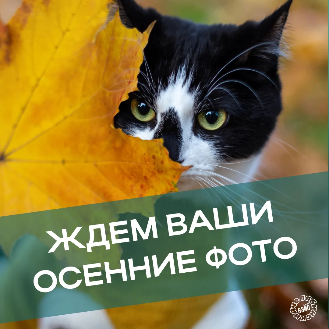 🙄 Идет второй месяц осени