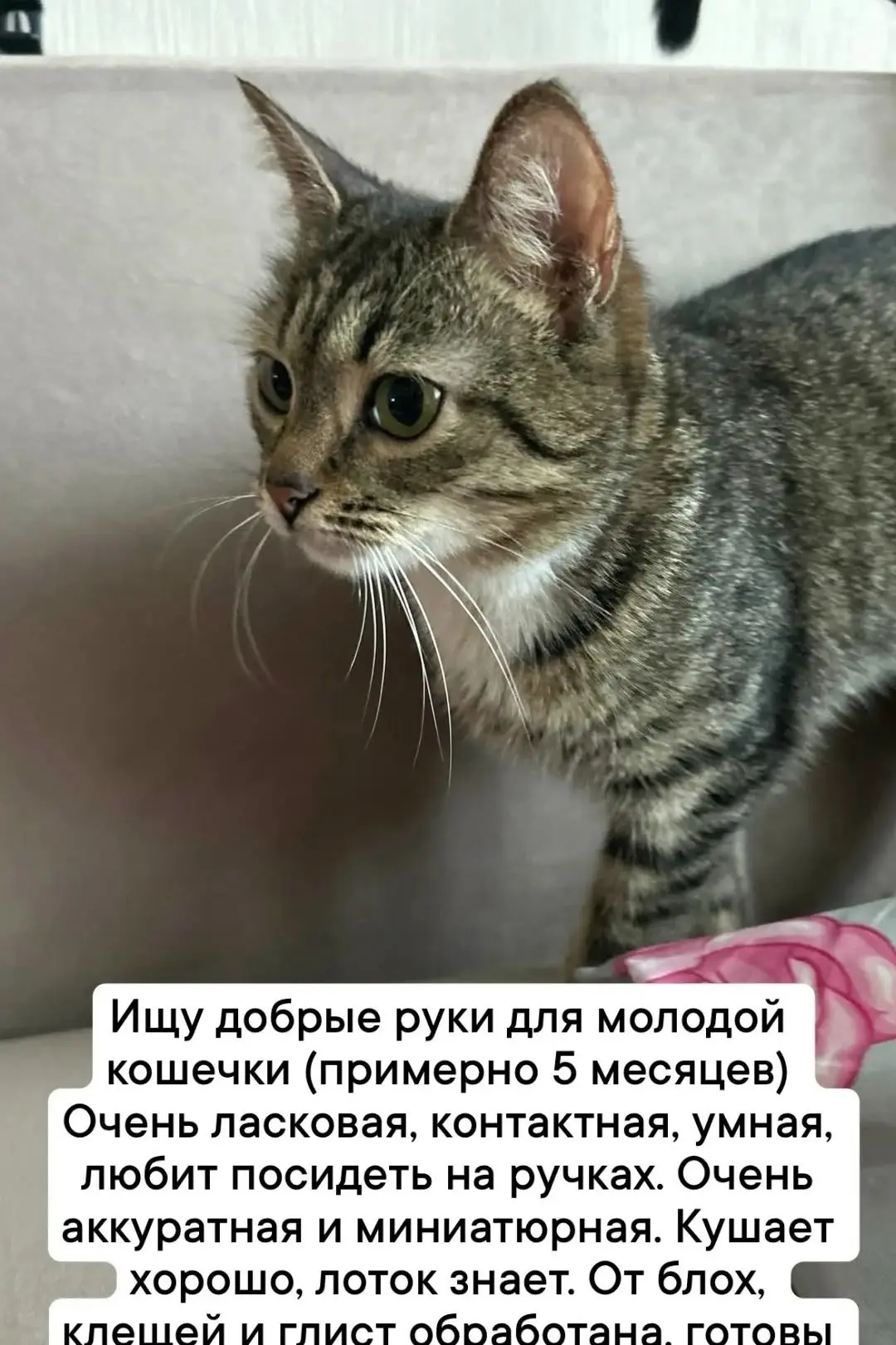 Помогаю информационно.  Добрые люди нашли малышку на улице ,она сидела и жалобно  мяукала,  умоляя о