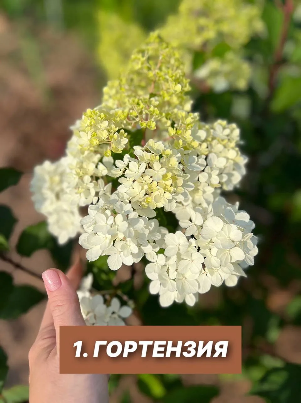10 растений, которые можно размножить в июле и августе 🌱

Друзья, сейчас — идеальное время для чере
