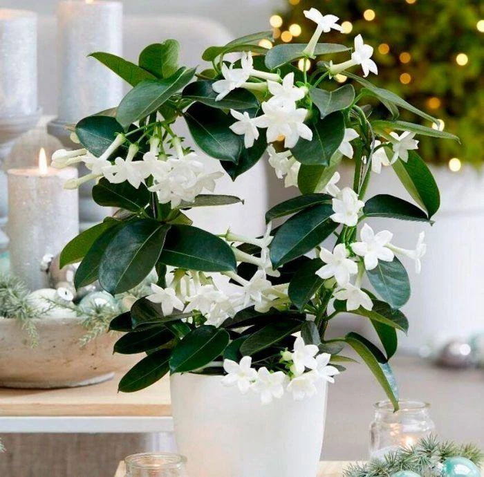 Жасмин комнатный 🌸

🌱 Вечнозелёный кустарник из субтропиков. Около 190 видов. Белый жасмин — цвето