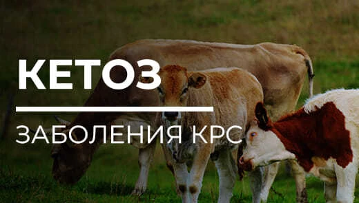 Кетоз у коров: коротко о главном 🐄⚠️

Кетоз — метаболическое нарушение, которое чаще всего «цепляет