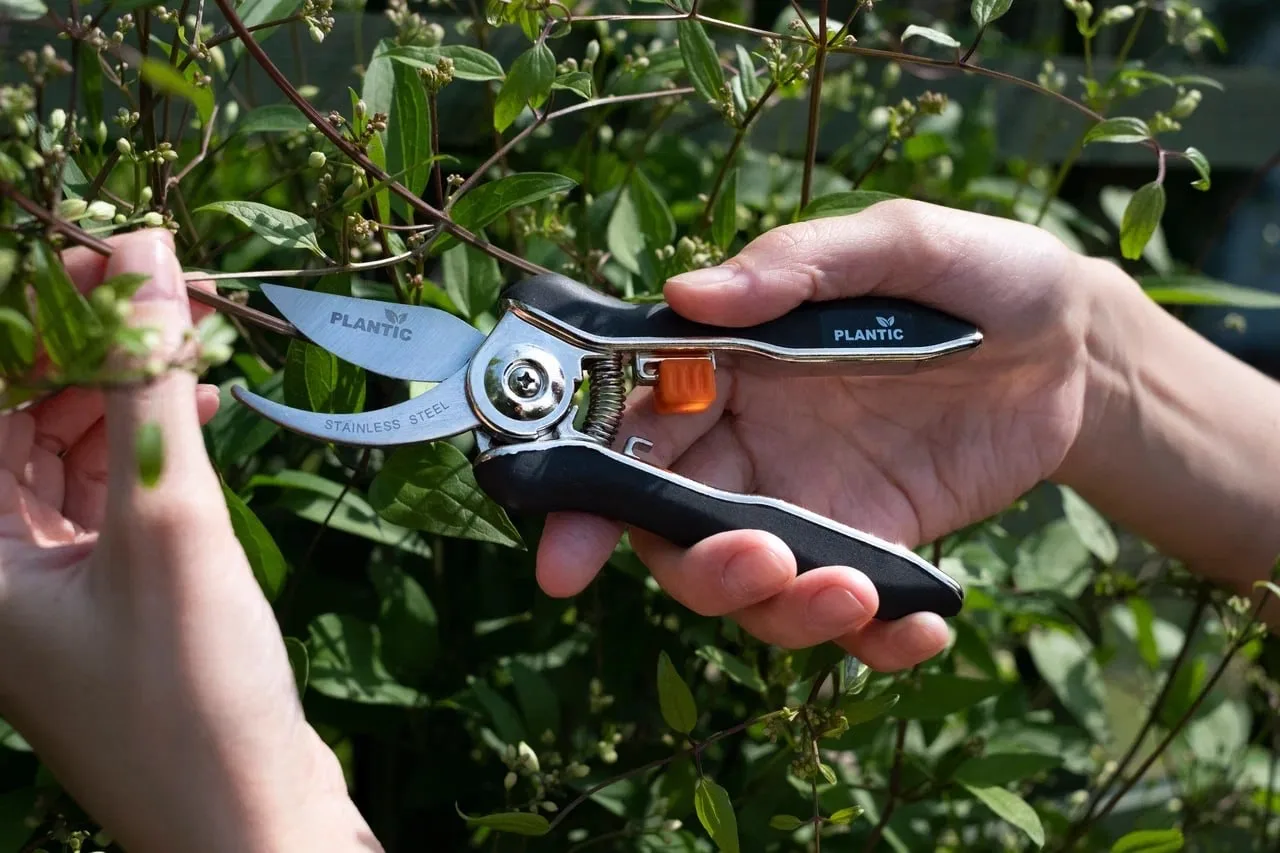 ✂️ Как выбрать ножницы для растений?