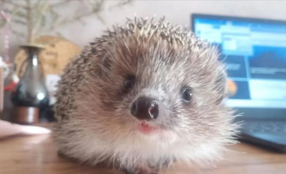 🦔 В Крыму может появиться новый вид ежей.