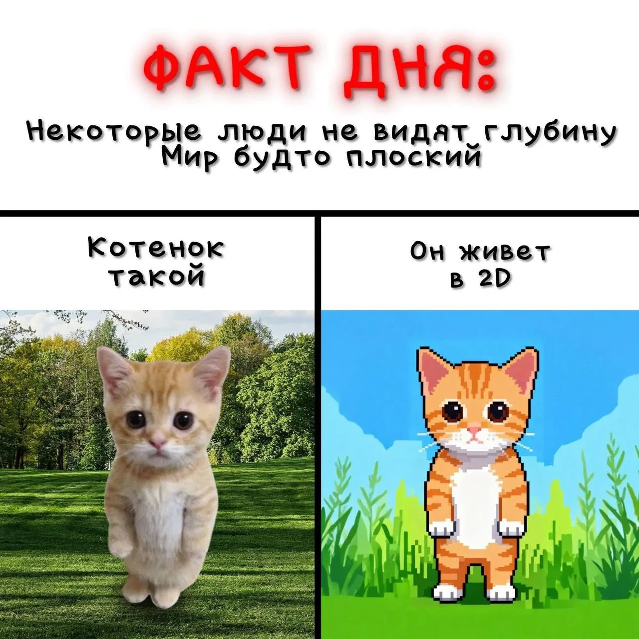 ФАКТ ДНЯ ОТ КОТЯТ 🙀🔥