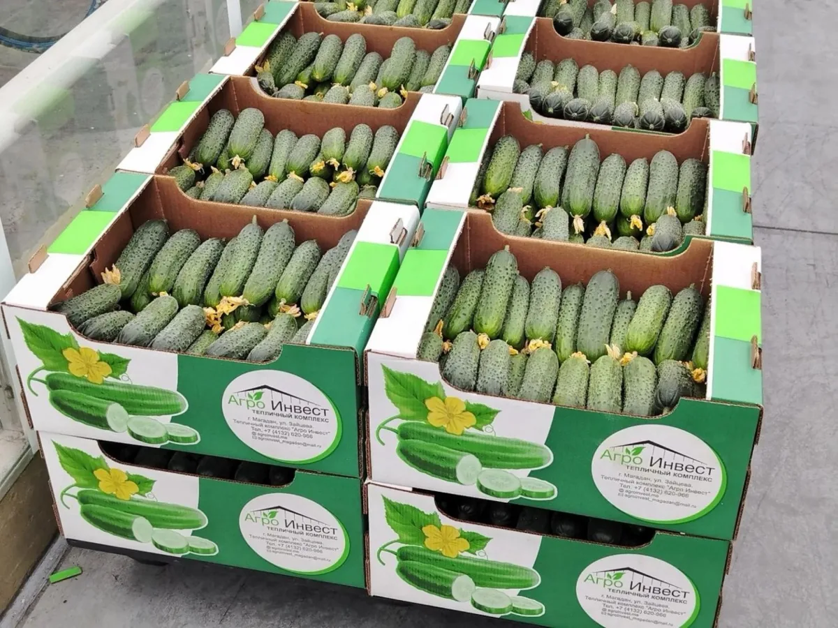🥒 Огурцы «Агро Инвест» в Магадане повторно проверили на нитраты