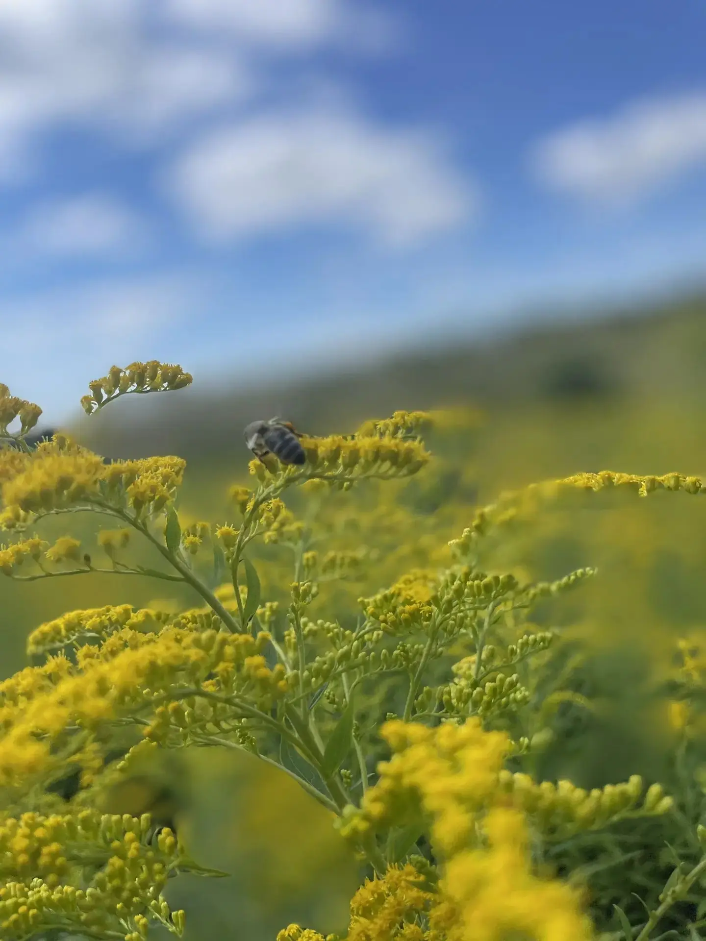 Дожди внесли свои коррективы! 🌧🐝