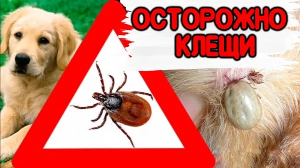Пироплазмоз собак: Невидимая угроза летних прогулок