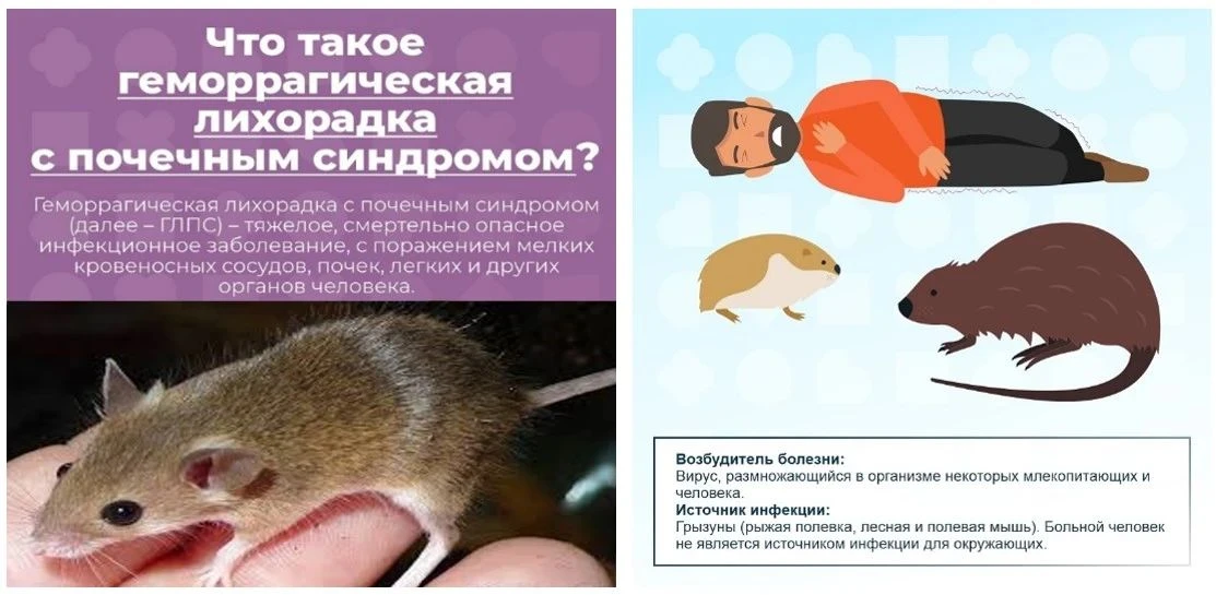 Осторожно, грызуны! 
Геморрагическая лихорадка с почечным синдромом (ГЛПС) – тяжелое инфекционное за