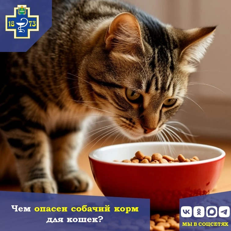🐈 Чем опасен собачий корм для кошек?