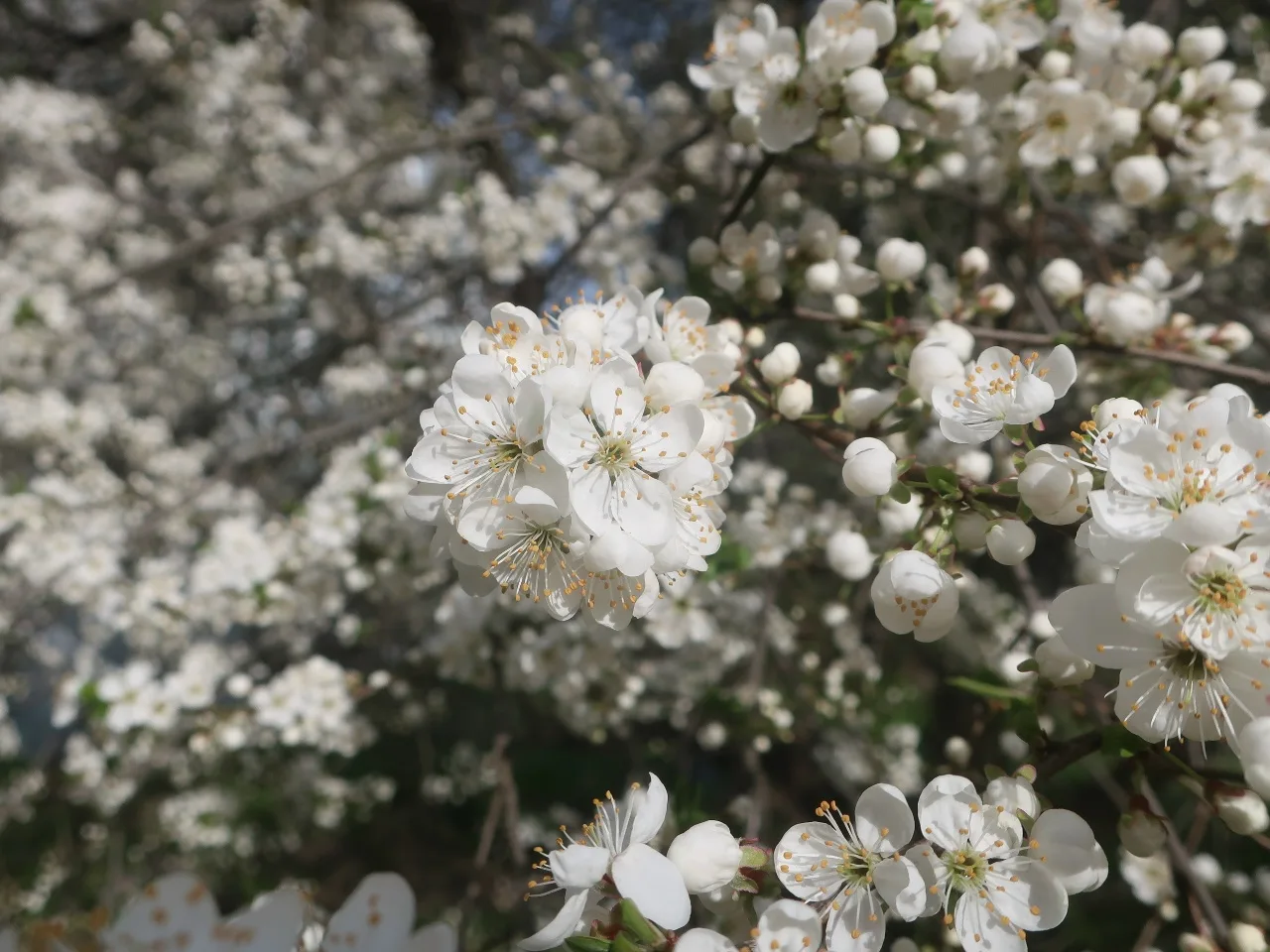 Цветущая алыча в Твери 🌸🌳  Фото с улицы Жигарева публикуют Натуральные новости.   📸: Вадим Рыбаков  