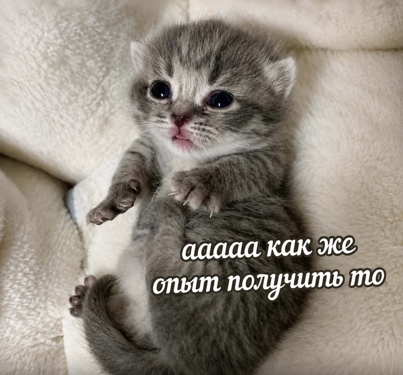 🐈‍⬛ Уверенность: 50%. Желание попробовать: 100%