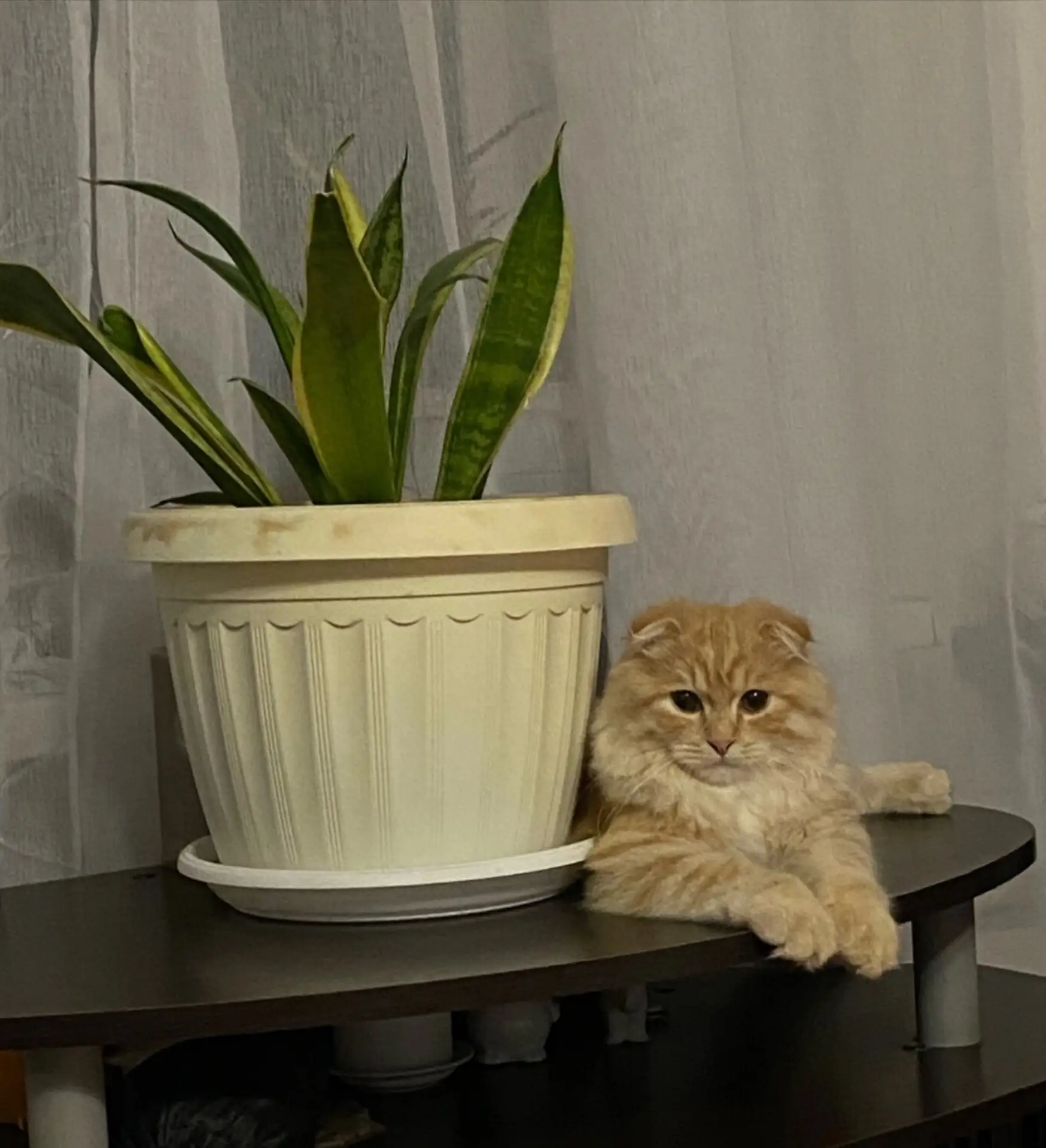 Чей потеряшка?
