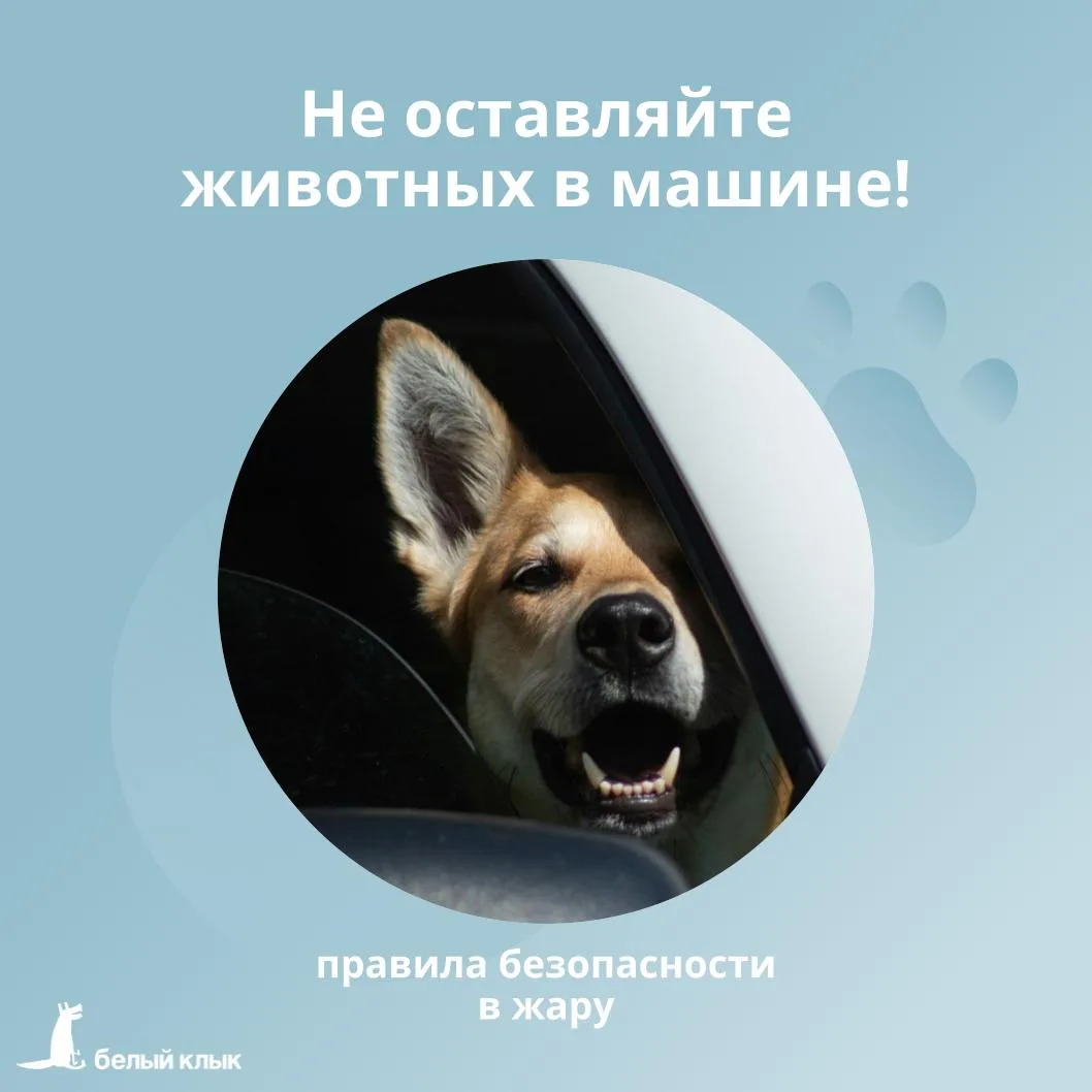 ❌ Не оставляйте животных в машине!

В Москве уже несколько дней стоит жара, и хоть погода у нас быст