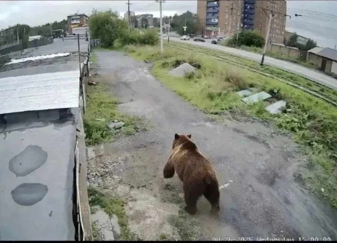 Прокопчане массово пересылают друг другу фотографию огромного медведя, который прогулив...