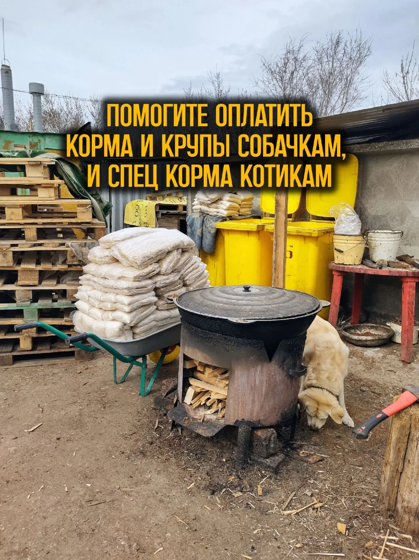 Друзья, помогите пожалуйста собрать на корма собачкам и котикам приюта!