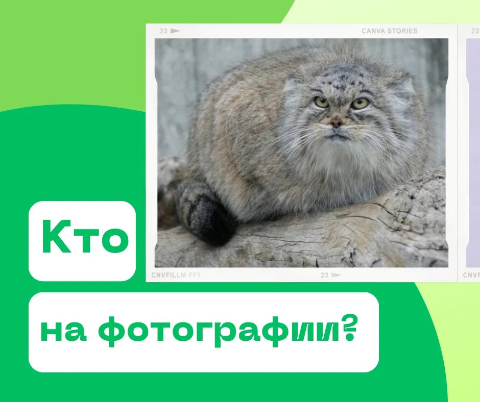 Это исчезающий вид животных, поэтому он занесен в Международную Красную книгу России и ...