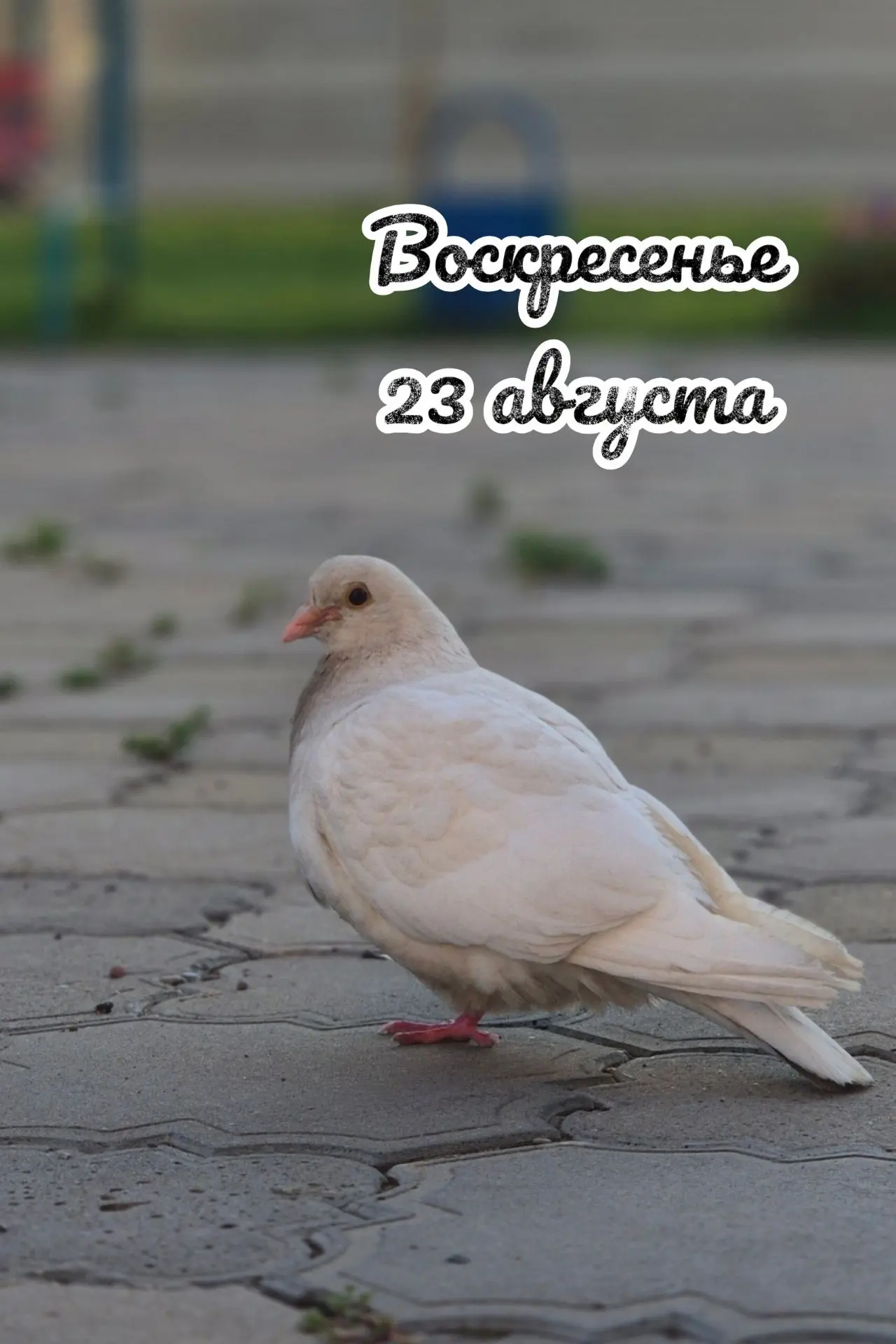 📅 Воскресенье, 23 августа: день сбора урожая 🌾