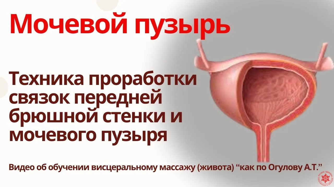 Мочевой пузырь. Техника проработки связок передней брюшной стенки и мочевого пузыря. Ви...